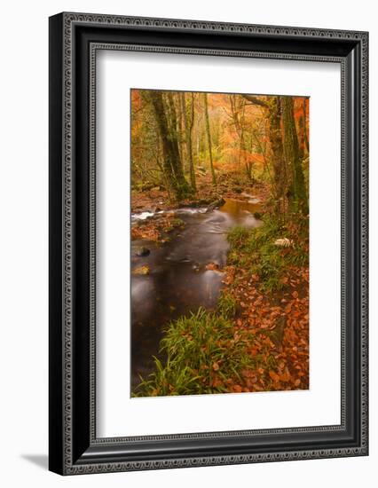 Autumn Colours around the River Teign and Hannicombe Wood Near to Fingle Bridge-Julian Elliott-Framed Photographic Print