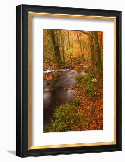 Autumn Colours around the River Teign and Hannicombe Wood Near to Fingle Bridge-Julian Elliott-Framed Photographic Print