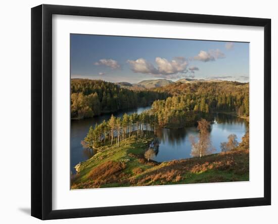 Autumn Colours at Tarn Hows Nearr Hawkshead, Lake District, Cumbria, England-Gavin Hellier-Framed Photographic Print