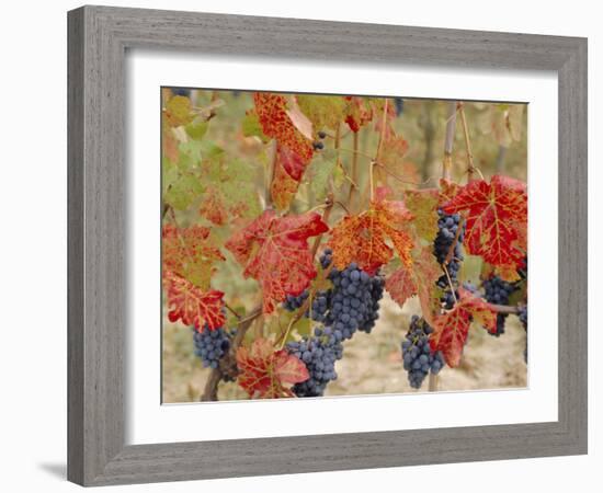 Autumn Colours in a Vineyard, Barbera Grape Variety, Barolo, Serralunga, Piemonte, Italy, Europe-Michael Newton-Framed Photographic Print