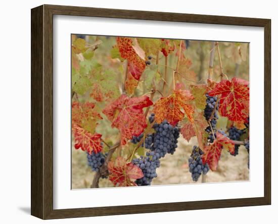 Autumn Colours in a Vineyard, Barbera Grape Variety, Barolo, Serralunga, Piemonte, Italy, Europe-Michael Newton-Framed Photographic Print