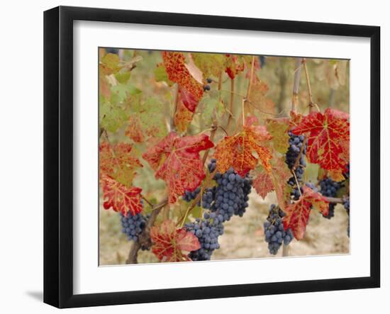 Autumn Colours in a Vineyard, Barbera Grape Variety, Barolo, Serralunga, Piemonte, Italy, Europe-Michael Newton-Framed Photographic Print