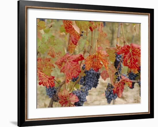 Autumn Colours in a Vineyard, Barbera Grape Variety, Barolo, Serralunga, Piemonte, Italy, Europe-Michael Newton-Framed Photographic Print