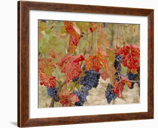 Autumn Colours in a Vineyard, Barbera Grape Variety, Barolo, Serralunga, Piemonte, Italy, Europe-Michael Newton-Framed Photographic Print