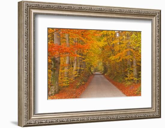 Autumn Colours in Beech Trees on the Road to Turkdean in the Cotwolds, Gloucestershire, England, UK-Julian Elliott-Framed Photographic Print