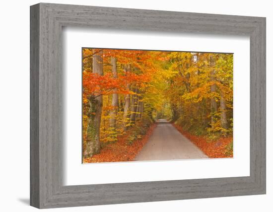 Autumn Colours in Beech Trees on the Road to Turkdean in the Cotwolds, Gloucestershire, England, UK-Julian Elliott-Framed Photographic Print