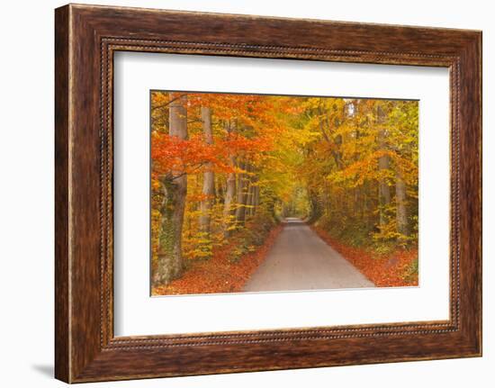 Autumn Colours in Beech Trees on the Road to Turkdean in the Cotwolds, Gloucestershire, England, UK-Julian Elliott-Framed Photographic Print