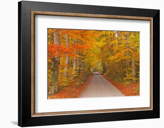 Autumn Colours in Beech Trees on the Road to Turkdean in the Cotwolds, Gloucestershire, England, UK-Julian Elliott-Framed Photographic Print