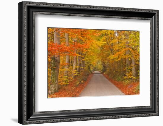 Autumn Colours in Beech Trees on the Road to Turkdean in the Cotwolds, Gloucestershire, England, UK-Julian Elliott-Framed Photographic Print