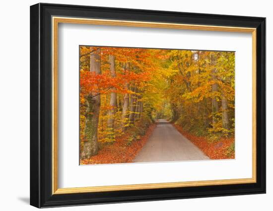 Autumn Colours in Beech Trees on the Road to Turkdean in the Cotwolds, Gloucestershire, England, UK-Julian Elliott-Framed Photographic Print