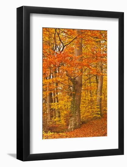 Autumn Colours in the Beech Trees Near to Turkdean in the Cotwolds, Gloucestershire, England, UK-Julian Elliott-Framed Photographic Print