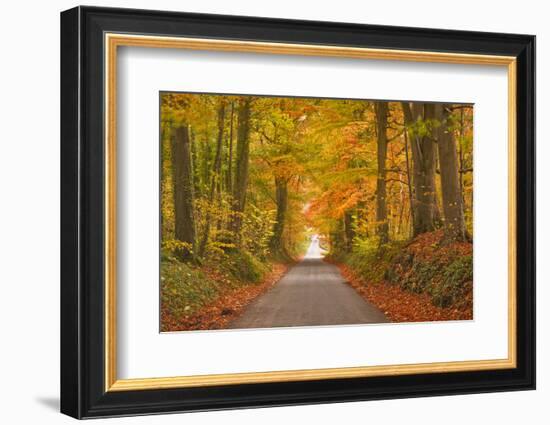 Autumn Colours in the Beech Trees on the Road to Turkdean in the Cotwolds-Julian Elliott-Framed Photographic Print