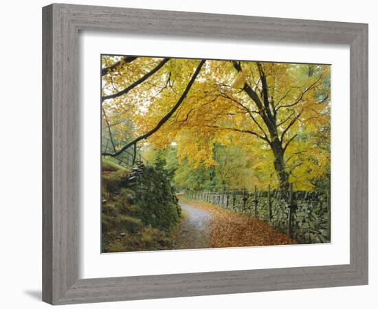 Autumn Colours Near Grasmere, Lake District National Park, Cumbria, England, UK-Roy Rainford-Framed Photographic Print