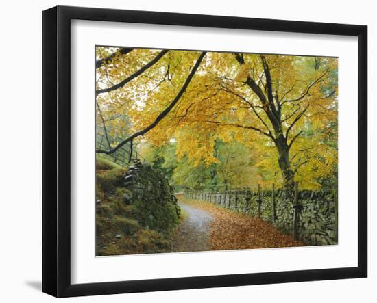 Autumn Colours Near Grasmere, Lake District National Park, Cumbria, England, UK-Roy Rainford-Framed Photographic Print