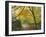 Autumn Colours Near Grasmere, Lake District National Park, Cumbria, England, UK-Roy Rainford-Framed Photographic Print