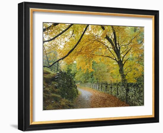 Autumn Colours Near Grasmere, Lake District National Park, Cumbria, England, UK-Roy Rainford-Framed Photographic Print