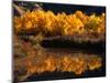 Autumn Colours of Drumheller Valley in Alberta, Drumheller Valley, Canada-Mark Newman-Mounted Photographic Print