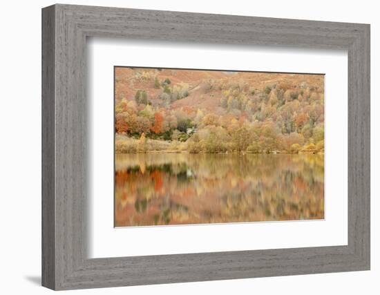 Autumn Colours Reflected in Grasmere Lake in the Lake District National Park-Julian Elliott-Framed Photographic Print