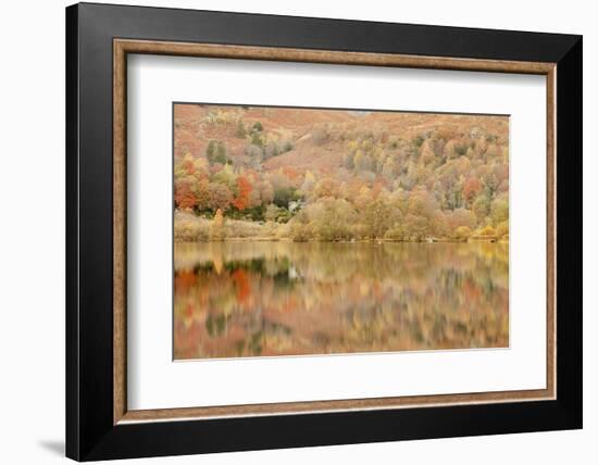 Autumn Colours Reflected in Grasmere Lake in the Lake District National Park-Julian Elliott-Framed Photographic Print