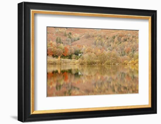 Autumn Colours Reflected in Grasmere Lake in the Lake District National Park-Julian Elliott-Framed Photographic Print