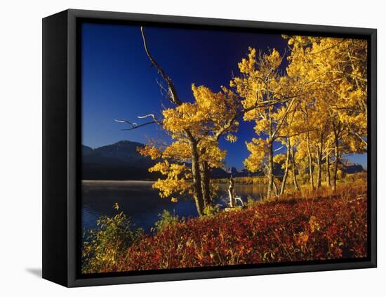Autumn Cottonwoods, St. Mary Lake, Glacier National Park, Montana, USA-Chuck Haney-Framed Premier Image Canvas