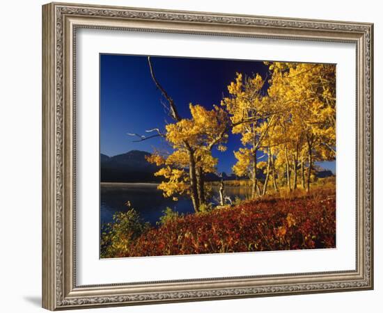 Autumn Cottonwoods, St. Mary Lake, Glacier National Park, Montana, USA-Chuck Haney-Framed Photographic Print