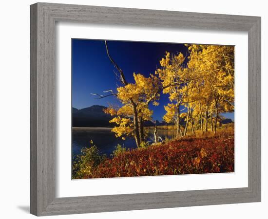 Autumn Cottonwoods, St. Mary Lake, Glacier National Park, Montana, USA-Chuck Haney-Framed Photographic Print