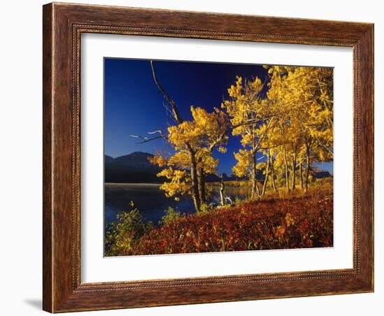 Autumn Cottonwoods, St. Mary Lake, Glacier National Park, Montana, USA-Chuck Haney-Framed Photographic Print