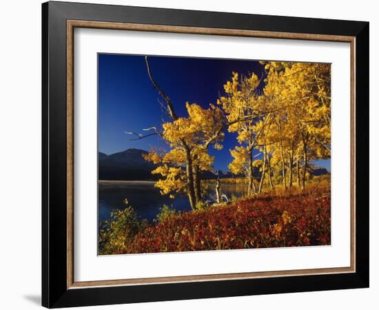 Autumn Cottonwoods, St. Mary Lake, Glacier National Park, Montana, USA-Chuck Haney-Framed Photographic Print