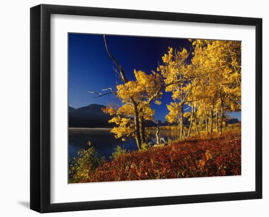 Autumn Cottonwoods, St. Mary Lake, Glacier National Park, Montana, USA-Chuck Haney-Framed Photographic Print