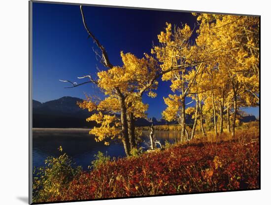 Autumn Cottonwoods, St. Mary Lake, Glacier National Park, Montana, USA-Chuck Haney-Mounted Photographic Print