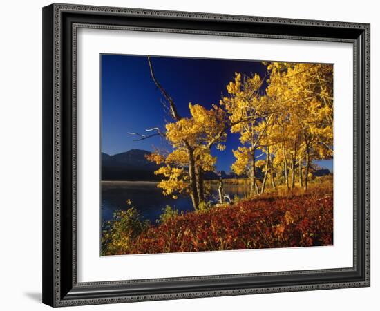 Autumn Cottonwoods, St. Mary Lake, Glacier National Park, Montana, USA-Chuck Haney-Framed Photographic Print