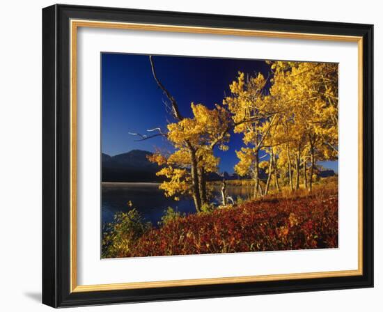 Autumn Cottonwoods, St. Mary Lake, Glacier National Park, Montana, USA-Chuck Haney-Framed Photographic Print