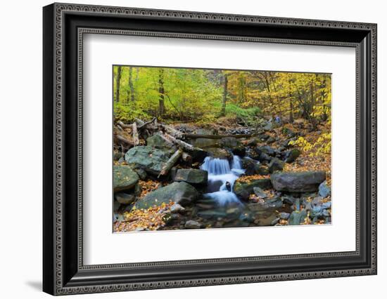 Autumn Creek Closeup Panorama with Yellow Maple Trees and Foliage on Rocks in Forest with Tree Bran-Songquan Deng-Framed Photographic Print