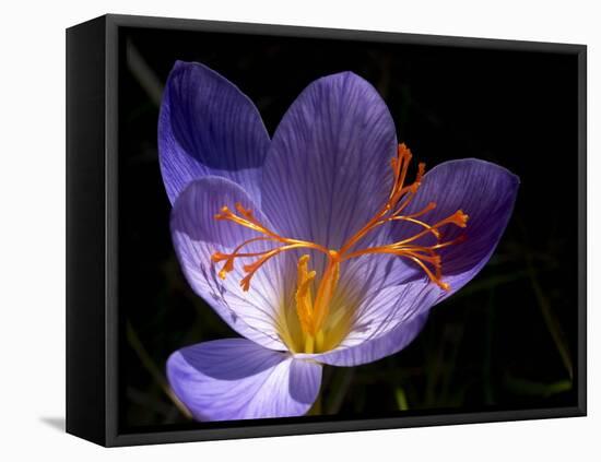 Autumn Crocus (Crocus Speciosus) Flower-Adrian Bicker-Framed Premier Image Canvas