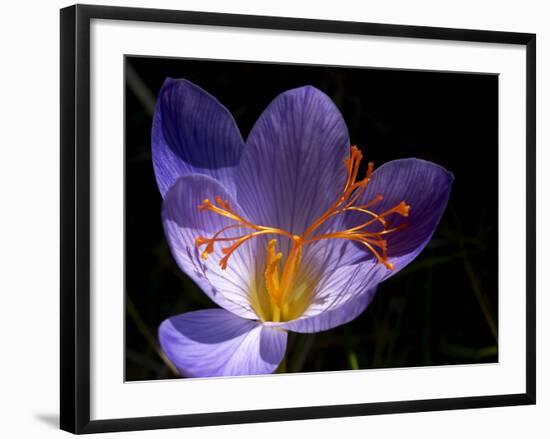 Autumn Crocus (Crocus Speciosus) Flower-Adrian Bicker-Framed Photographic Print