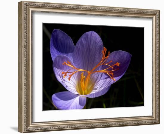 Autumn Crocus (Crocus Speciosus) Flower-Adrian Bicker-Framed Photographic Print