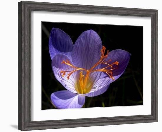 Autumn Crocus (Crocus Speciosus) Flower-Adrian Bicker-Framed Photographic Print