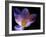 Autumn Crocus (Crocus Speciosus) Flower-Adrian Bicker-Framed Photographic Print