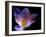 Autumn Crocus (Crocus Speciosus) Flower-Adrian Bicker-Framed Photographic Print