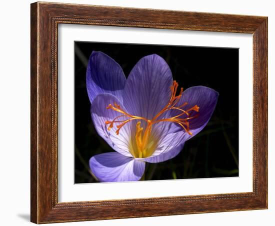 Autumn Crocus (Crocus Speciosus) Flower-Adrian Bicker-Framed Photographic Print