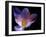 Autumn Crocus (Crocus Speciosus) Flower-Adrian Bicker-Framed Photographic Print