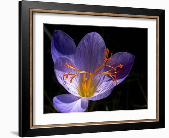 Autumn Crocus (Crocus Speciosus) Flower-Adrian Bicker-Framed Photographic Print