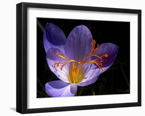 Autumn Crocus (Crocus Speciosus) Flower-Adrian Bicker-Framed Photographic Print