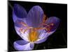 Autumn Crocus (Crocus Speciosus) Flower-Adrian Bicker-Mounted Photographic Print