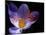 Autumn Crocus (Crocus Speciosus) Flower-Adrian Bicker-Mounted Photographic Print