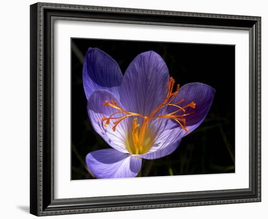 Autumn Crocus (Crocus Speciosus) Flower-Adrian Bicker-Framed Photographic Print