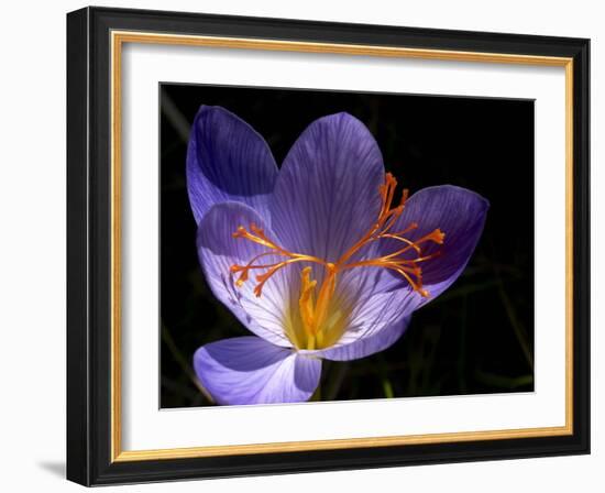 Autumn Crocus (Crocus Speciosus) Flower-Adrian Bicker-Framed Photographic Print