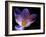 Autumn Crocus (Crocus Speciosus) Flower-Adrian Bicker-Framed Photographic Print