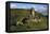 Autumn Day at the Imperial Castle Near Cochem on the Moselle-Uwe Steffens-Framed Premier Image Canvas